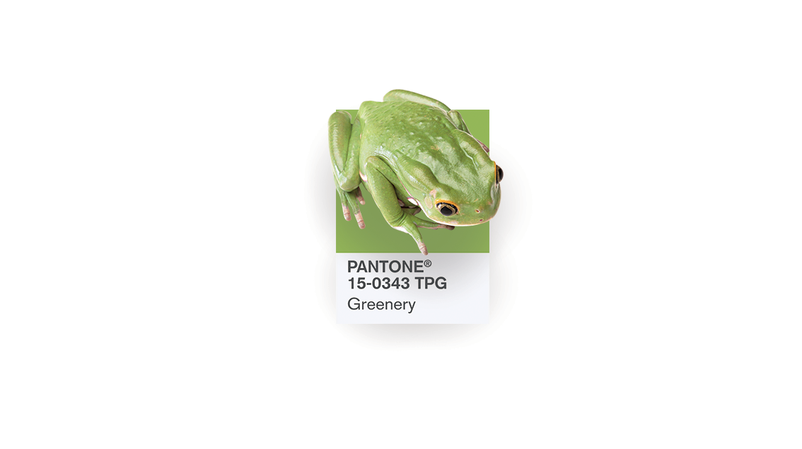 frog-1.png